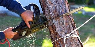  Charlestown, MD Tree Removal Pros