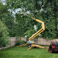 Best Palm Tree Trimming  in Charlestown, MD