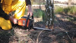 Best Seasonal Cleanup (Spring/Fall)  in Charlestown, MD