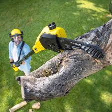 Best Seasonal Cleanup (Spring/Fall)  in Charlestown, MD