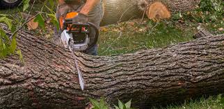 Best Commercial Tree Services  in Charlestown, MD
