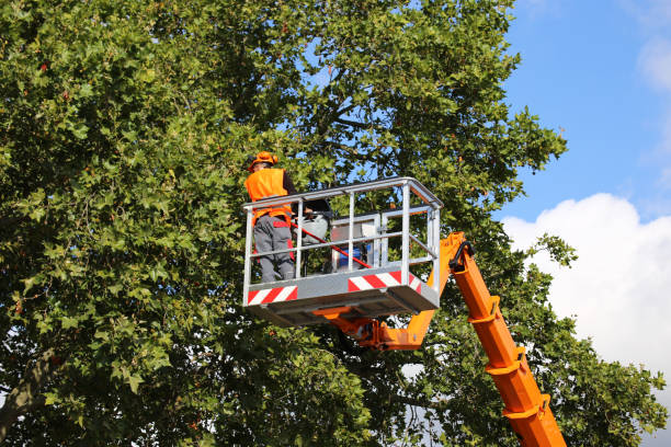 Best Utility Line Clearance  in Charlestown, MD