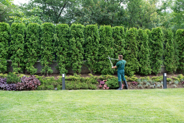 Best Organic Lawn Care Solutions  in Charlestown, MD
