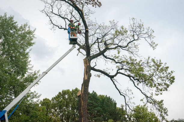 Best Tree Disease Treatment  in Charlestown, MD