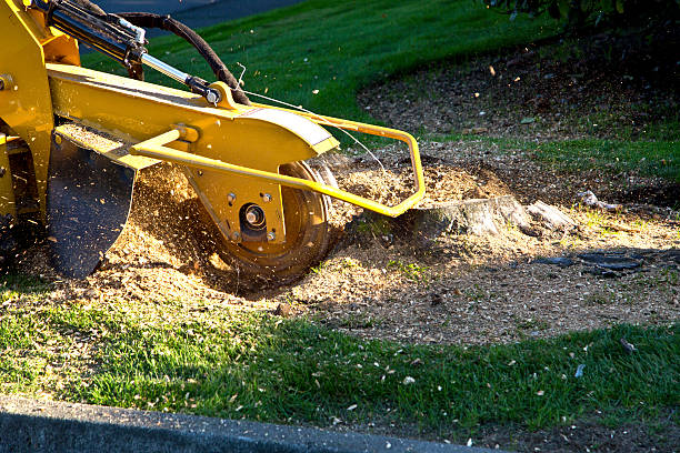 Best Pest Control for Lawns  in Charlestown, MD