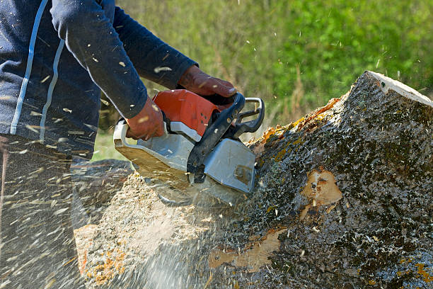 Best Soil Testing and Treatment  in Charlestown, MD