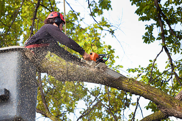 Best Lot and Land Clearing  in Charlestown, MD